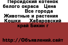 Персидский котенок белого окраса › Цена ­ 35 000 - Все города Животные и растения » Кошки   . Хабаровский край,Бикин г.